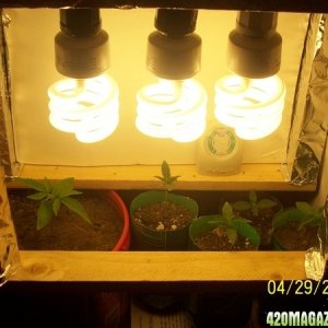 420am&pm's grow