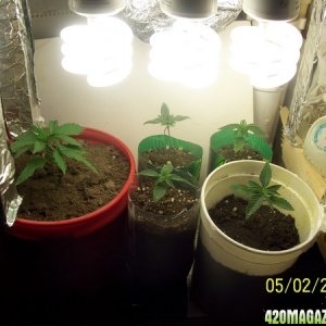 420am&pm's grow