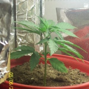 420am&pm's grow