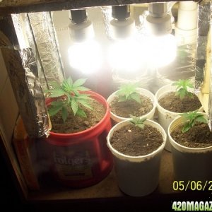 420am&pm's grow