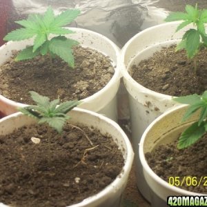 420am&pm's grow