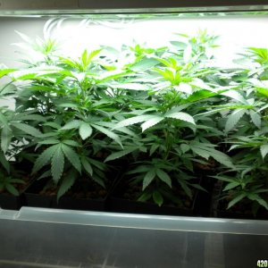 clones before transplant to bloom