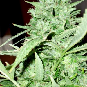 Sour Diesel & masterXbubba 2009