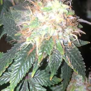 Bag Seed Week 17 Flowering Week 6