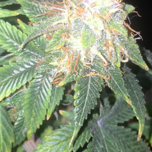 Bag Seed Week 17 Flowering Week 6