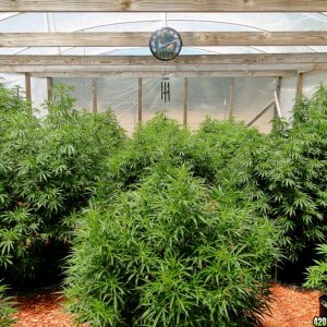 2016 Organic Multi-Strain Grow-Greenhouse #2-7/22/16