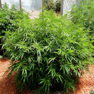 2016 Organic Multi-Strain Grow-Greenhouse #2-7/22/16