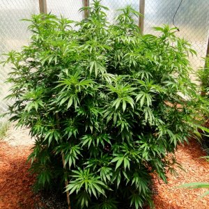 2016 Organic Multi-Strain Grow-Greenhouse #2-7/22/16