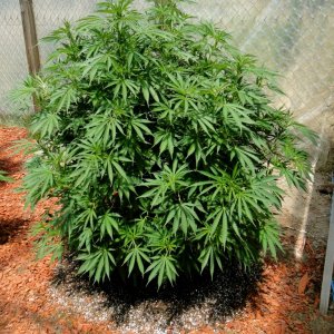 2016 Organic Multi-Strain Grow-Greenhouse #2-7/22/16