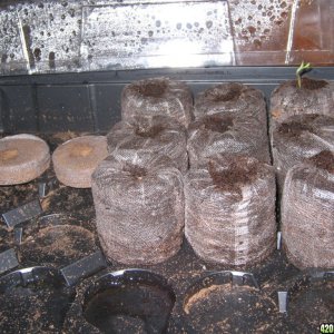 peat plugs