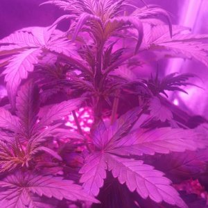 7-23-16_big_girl_auto_nodes