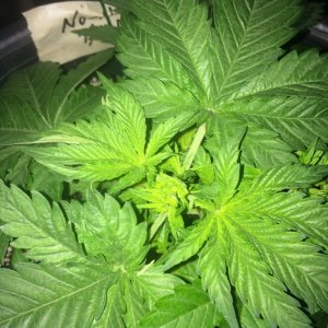 Northern Light Week 3