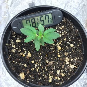 12 days Master Kush