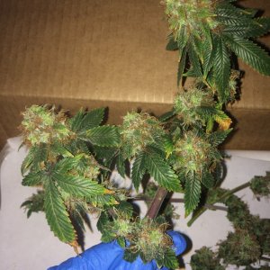 16-07-25 BS Wk18 Flwr Wk7 Day51 Harvest