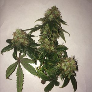 16-07-25 BS Wk18 Flwr Wk7 Day51 Harvest