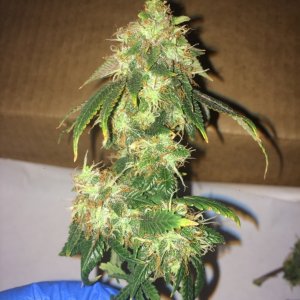 16-07-25 BS Wk18 Flwr Wk7 Day51 Harvest