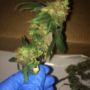 16-07-25 BS Wk18 Flwr Wk7 Day51 Harvest