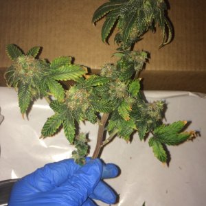 16-07-25 BS Wk18 Flwr Wk7 Day51 Harvest