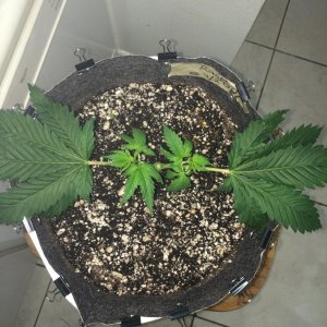 16-07-26 R1 Wk3 Topping n Manifold