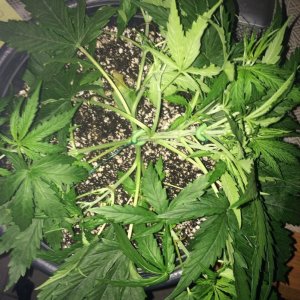 16-07-26 L1 Wk3 LST Training