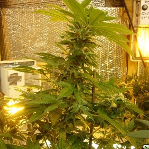 h00ks Hillbilly Grow 2016