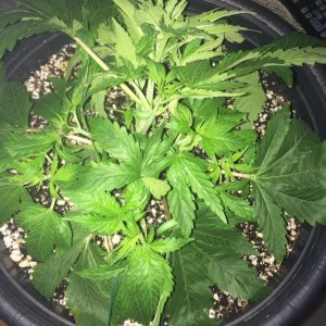 16-07-26 R2 Wk3 LST Training