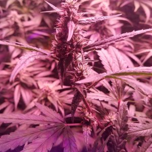 bud shot 6 weeks in flower