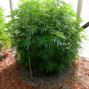 2016 Organic Multi-Strain Grow-Greenhouses #2-7/27/16