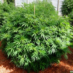 2016 Organic Multi-Strain Grow-Greenhouses #2-7/27/16