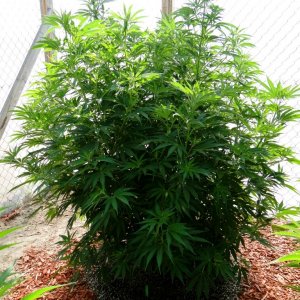 2016 Organic Multi-Strain Grow-Greenhouses #2-7/27/16