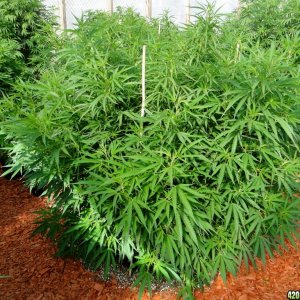 2016 Organic Multi-Strain Grow-Greenhouses #2-7/27/16