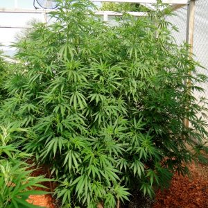 2016 Organic Multi-Strain Grow-Greenhouses #2-7/27/16