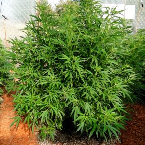 2016 Organic Multi-Strain Grow-Greenhouses #2-7/27/16