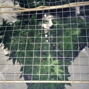 DIY Scrog Screen