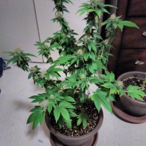 white widow cfl grow