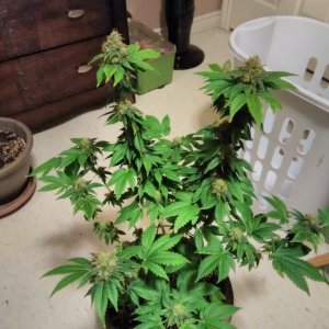 white widow cfl grow