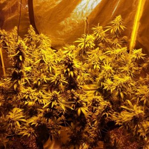 Day 57 flower