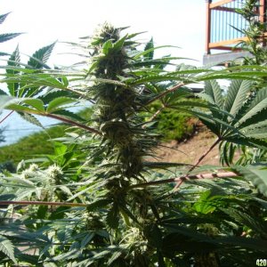 h00ks Hillbilly Grow 2016