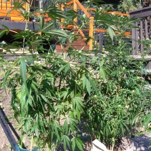 h00ks Hillbilly Grow 2016