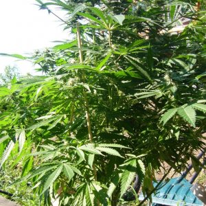 h00ks Hillbilly Grow 2016