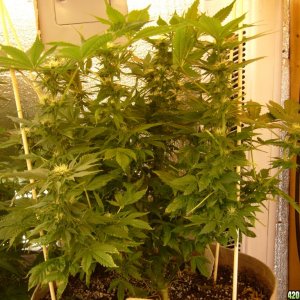 h00ks Hillbilly Grow 2016