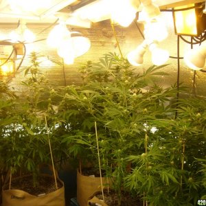 h00ks Hillbilly Grow 2016