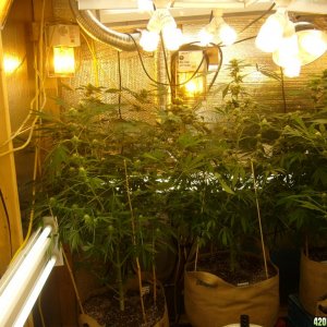 h00ks Hillbilly Grow 2016