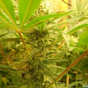 h00ks Hillbilly Grow 2016