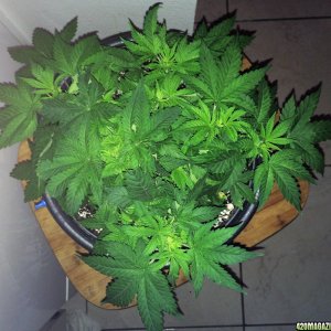 NL Wk4 Defoliating