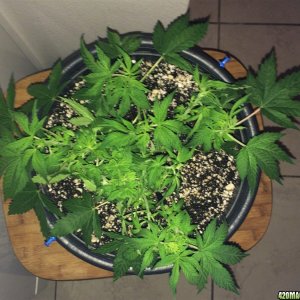 NL Wk4 Defoliating