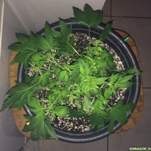 Raspberry Cough2 Wk4 Defoliating