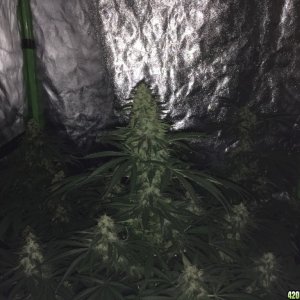 4x4 Fusion Hut w/900 Watt Mars Hydro II  LED