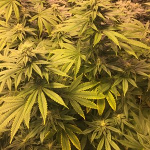 Fifth week of flowering leaf concerns