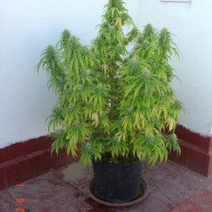 California hash plant